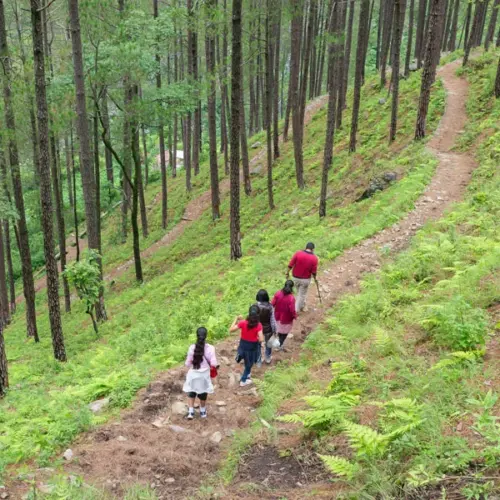 pine forest trek featured
