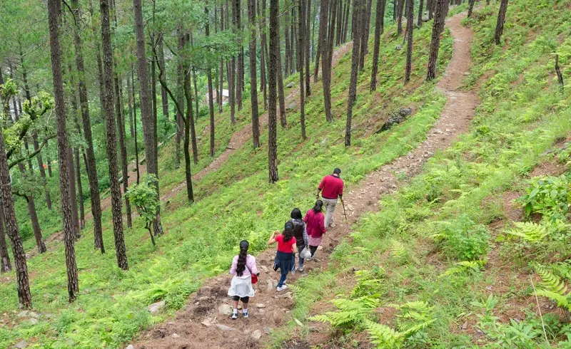 pine forest trek featured