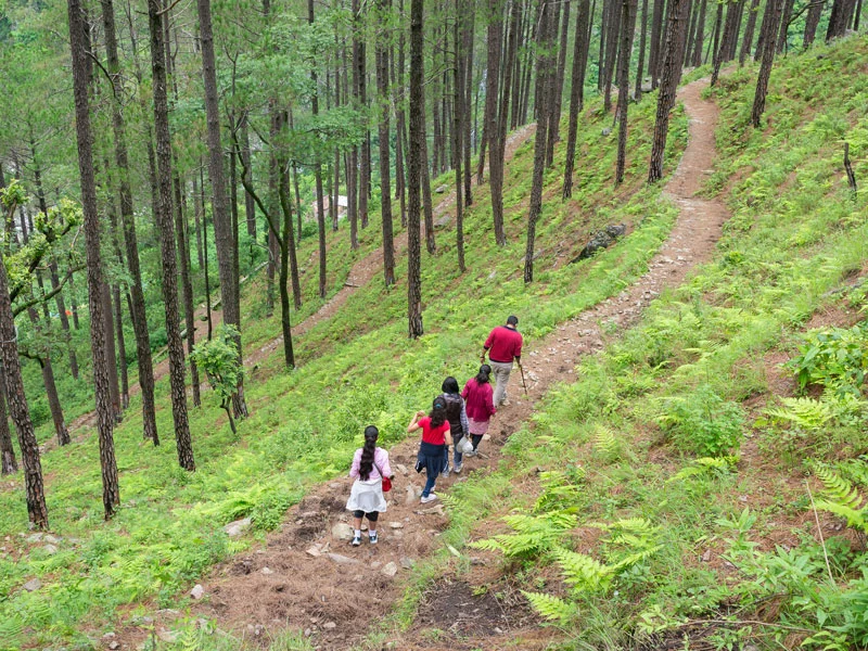 pine forest trek featured