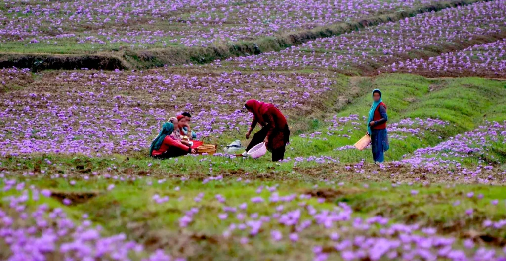 buykashmirisaffron 3 1024x528