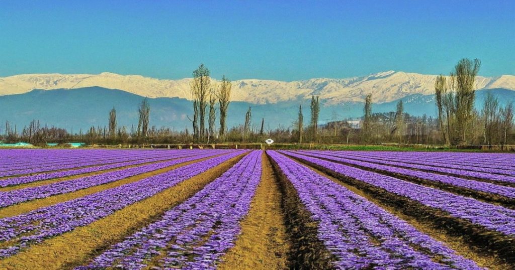 saffron fields kashmir 2