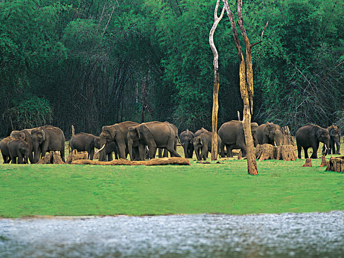 elephant