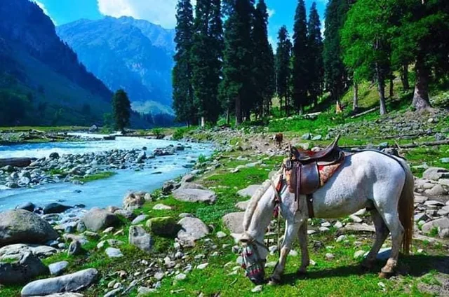 hello to everyone from me im new here from kashmir india v0 q8kt9wg8l3151