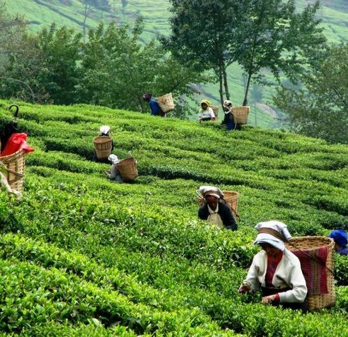 tea graden