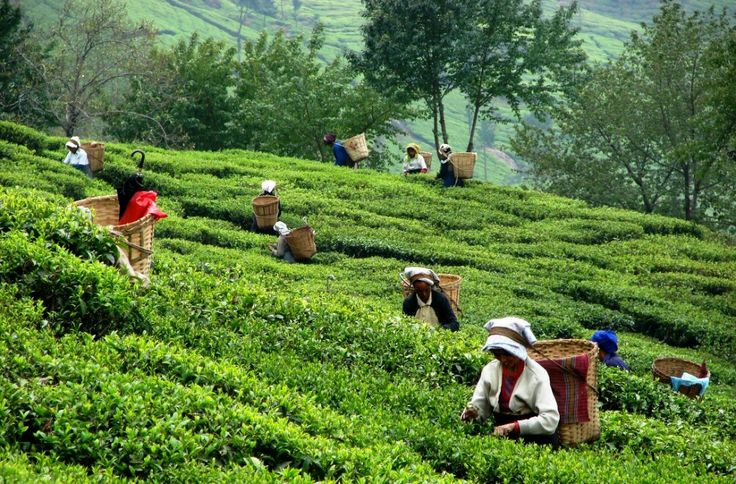 tea graden