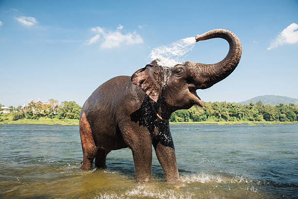 bath elephant