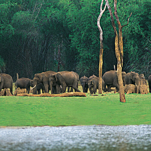 elephant