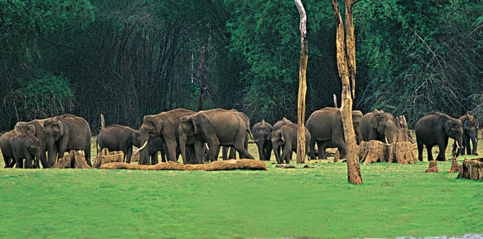 elephant